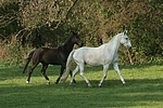 Sachsen Anhaltiner Warmblut / horses