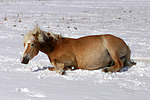 liegender Haflinger / lying haflinger horse