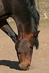 Deutscher Reitpony Hengst / pony stallion