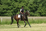 Frau reitet Sachsen Anhaltiner Warmblut / woman rides warmblood