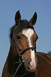 Deutsches Reitpony / pony