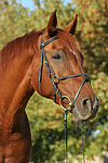 Sachsen Anhaltiner Warmblut / horse