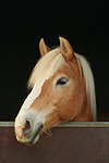 Haflinger Portrait / haflinger horse portrait