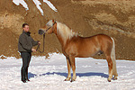 Haflinger Hengst / haflinger horse stallion