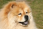 Chow Chow Portrait