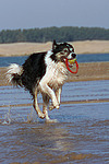 spielender Border Collie am Strand / playing Border Collie at beach