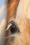 Haflinger Auge / haflinger horse eye