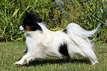 rennender Papillon / running Papillon