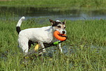 Parson Russell Terrier