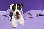 Parson Russell Terrier Welpe / parson russell terrier puppy