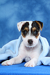 Parson Russell Terrier Welpe / parson russell terrier puppy