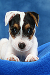 Parson Russell Terrier Welpe / parson russell terrier puppy