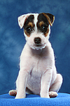 Parson Russell Terrier Welpe / parson russell terrier puppy