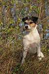 Parson Russell Terrier