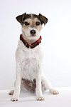 Parson Russell Terrier