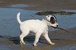 Parson Russell Terrier Welpe / parson russell terrier puppy