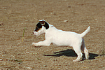 Parson Russell Terrier Welpe / parson russell terrier puppy