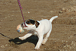 Parson Russell Terrier Welpe / parson russell terrier puppy