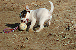 Parson Russell Terrier Welpe / parson russell terrier puppy