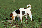 Parson Russell Terrier