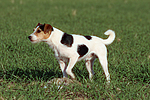 Parson Russell Terrier