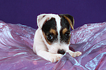 Parson Russell Terrier Welpe / parson russell terrier puppy