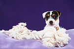 Parson Russell Terrier Welpe / parson russell terrier puppy