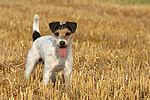 Parson Russell Terrier