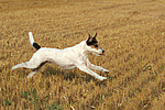 Parson Russell Terrier