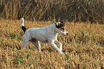 Parson Russell Terrier