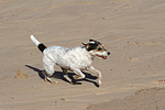 rennender Parson Russell Terrier / running PRT