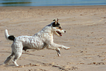 rennender Parson Russell Terrier / running PRT