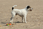 Parson Russell Terrier