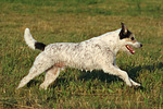 Parson Russell Terrier