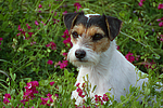 Parson Russell Terrier