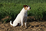 Parson Russell Terrier