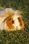 Langhaarmeerschwein / long-haired guninea pig
