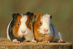 junge Glatthaarmeerschweine / young smooth-haired guninea pigs