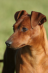 Rehpinscher Portrait / miniature pinscher portrait