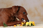 Rehpinscher / miniature pinscher