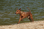 Rehpinscher / miniature pinscher