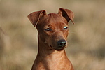 Rehpinscher / miniature pinscher