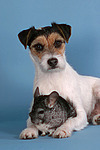 Parson Russell Terrier und Chinchilla / prt and chinchilla