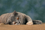 Britisch Kurzhaar / british shorthair