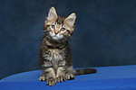 Maine Coon Kätzchen / maine coon kitten