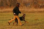 Dobermann / doberman pinscher