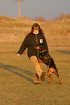 Dobermann / doberman pinscher