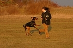 Dobermann / doberman pinscher