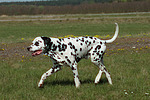 Dalmatiner / dalmatian