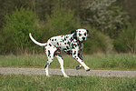 Dalmatiner / dalmatian